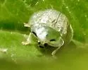 Eggplant Tortoise Beetle - photo 5