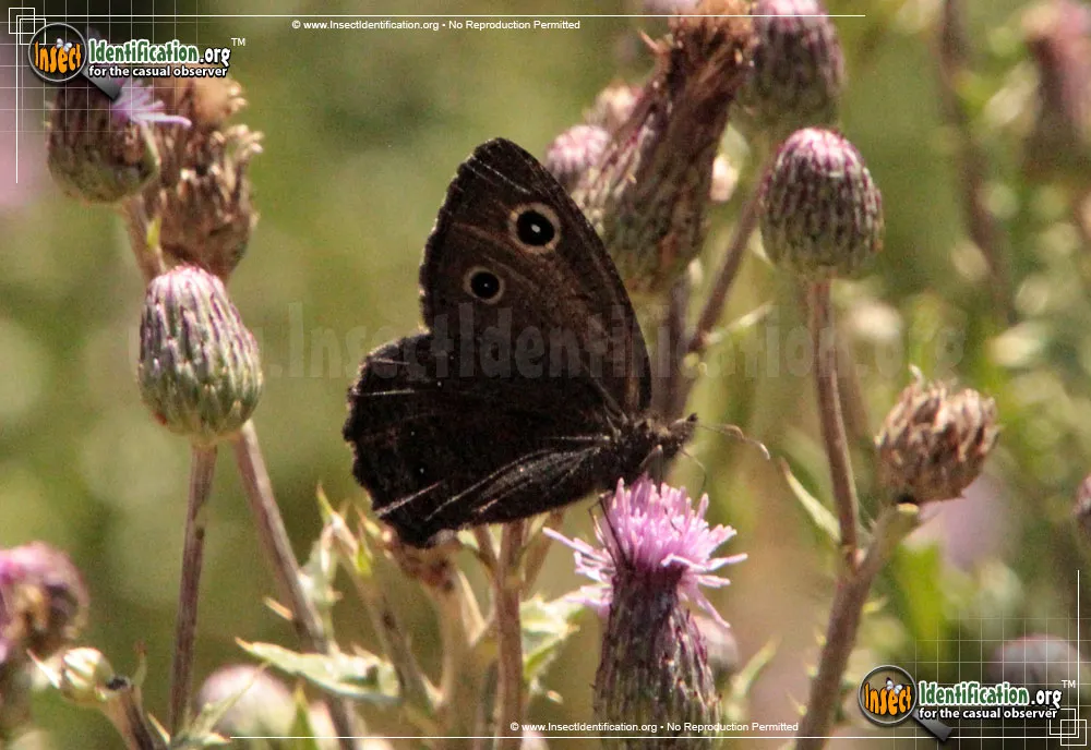 Great Basin Wood-Nymph Butterfly
