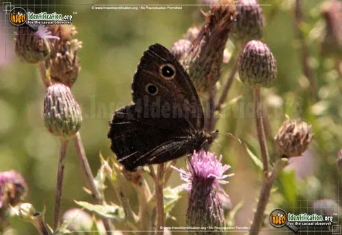 Great Basin Wood-Nymph Butterfly - photo 2