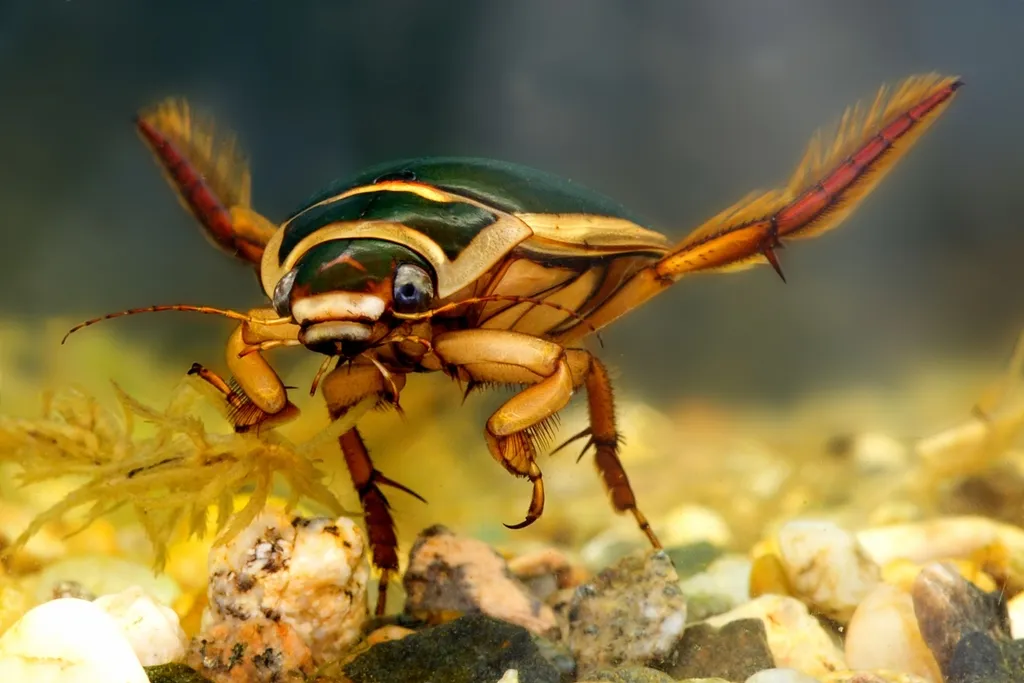 Great Diving Beetle - photo 2