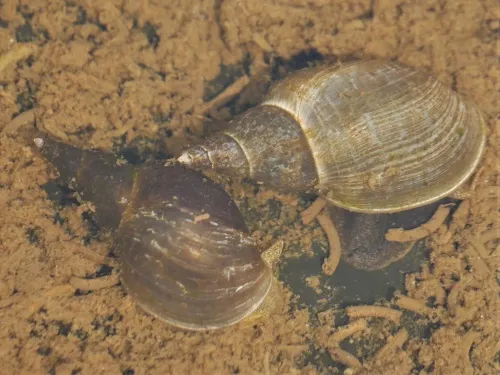 Great Pond Snail