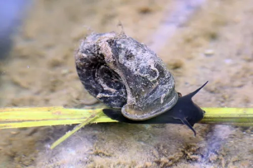 Great Ramshorn Snail