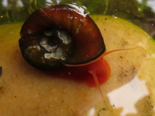 Great Ramshorn Snail - photo 2