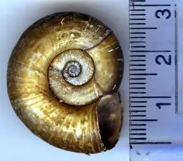 Great Ramshorn Snail - photo 3