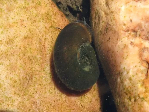 Great Ramshorn Snail - photo 4