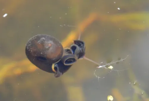 Great Ramshorn Snail - photo 5