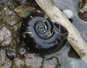 Great Ramshorn Snail - photo 6