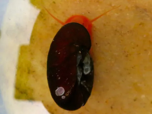 Great Ramshorn Snail - photo 7