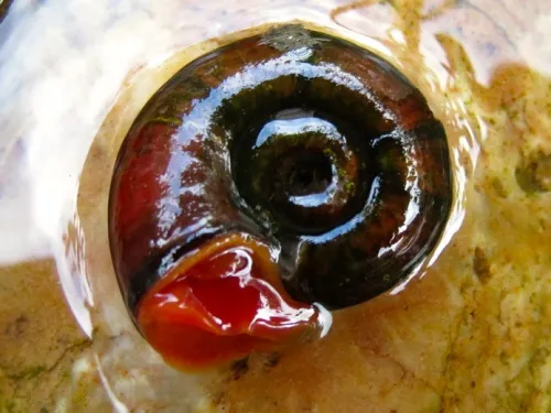 Great Ramshorn Snail - photo 8