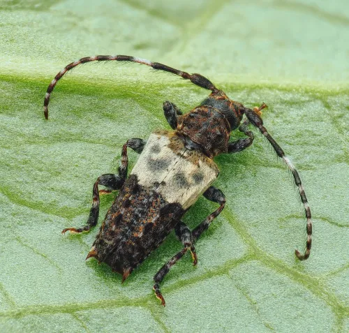 Greater Thorn-tipped Longhorn Beetle
