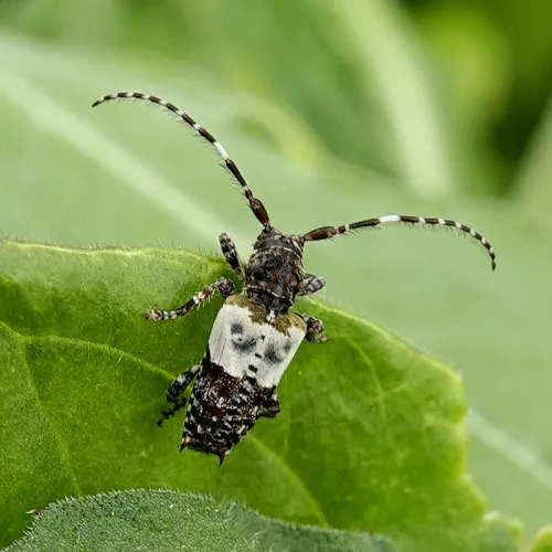Greater Thorn-tipped Longhorn Beetle - photo 2