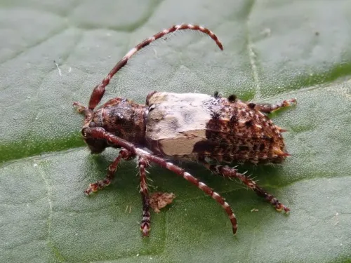 Greater Thorn-tipped Longhorn Beetle - photo 3