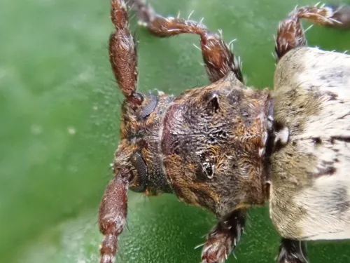 Greater Thorn-tipped Longhorn Beetle - photo 4