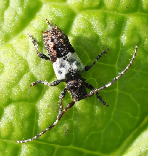 Greater Thorn-tipped Longhorn Beetle - photo 5