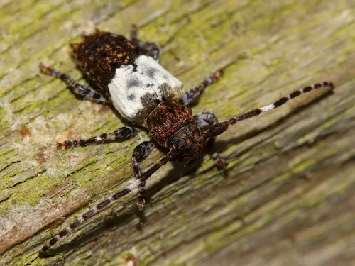 Greater Thorn-tipped Longhorn Beetle - photo 6