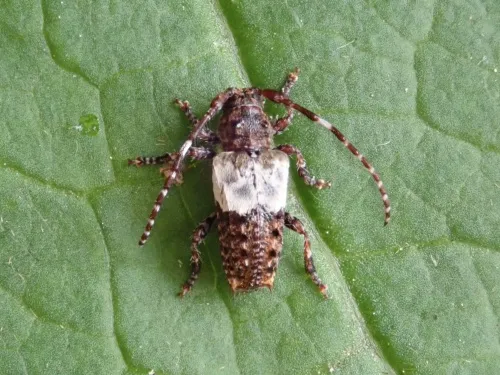 Greater Thorn-tipped Longhorn Beetle - photo 7