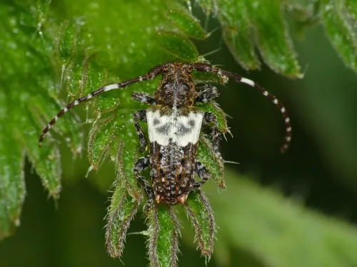 Greater Thorn-tipped Longhorn Beetle - photo 8