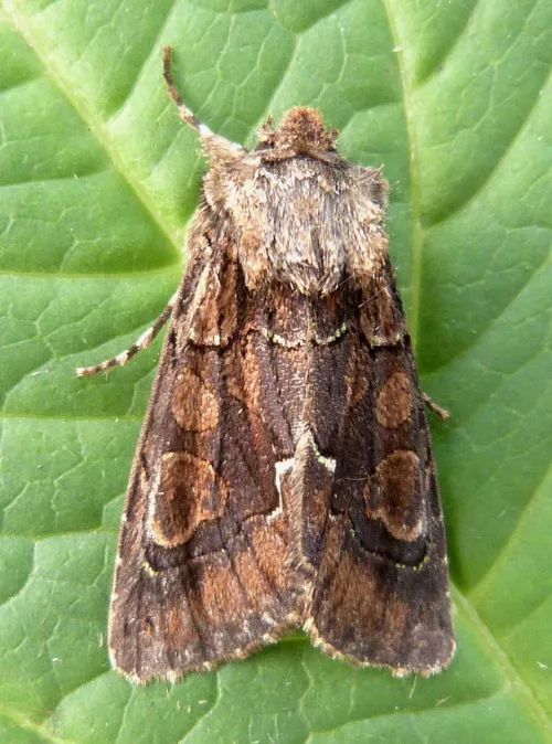 Green-brindled Crescent