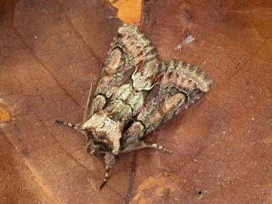 Green-brindled Crescent - photo 2