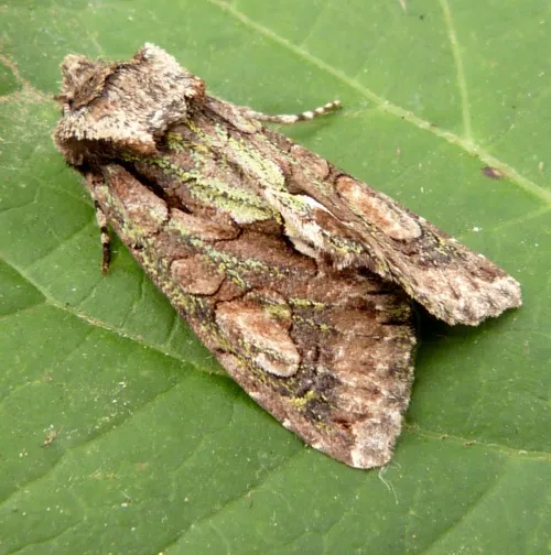 Green-brindled Crescent - photo 3