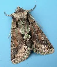 Green-brindled Crescent - photo 4