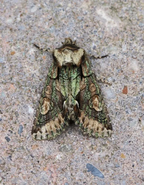 Green-brindled Crescent - photo 5