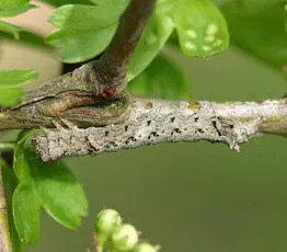 Green-brindled Crescent - photo 6