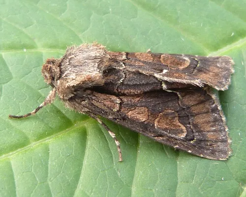 Green-brindled Crescent - photo 7