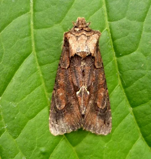 Green-brindled Crescent - photo 8