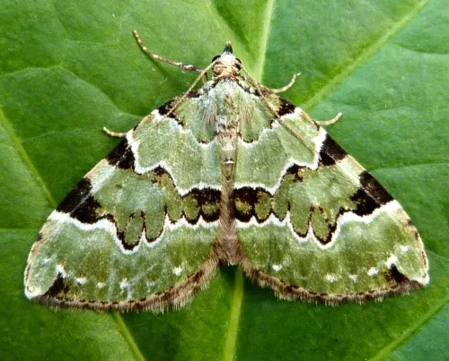 Green Carpet