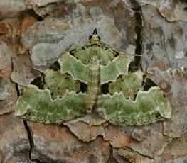 Green Carpet - photo 4