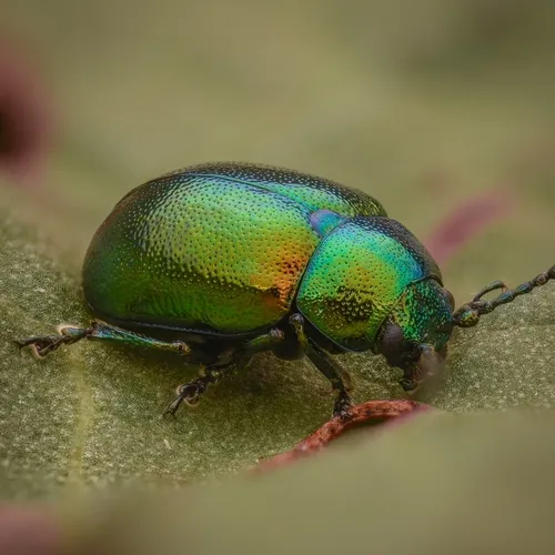 Green Dock Beetle - Gastrophysa viridula