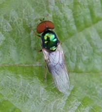 Green Gem - photo 2
