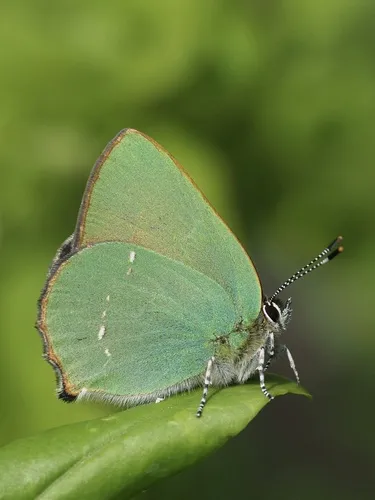 Green Hairstreak