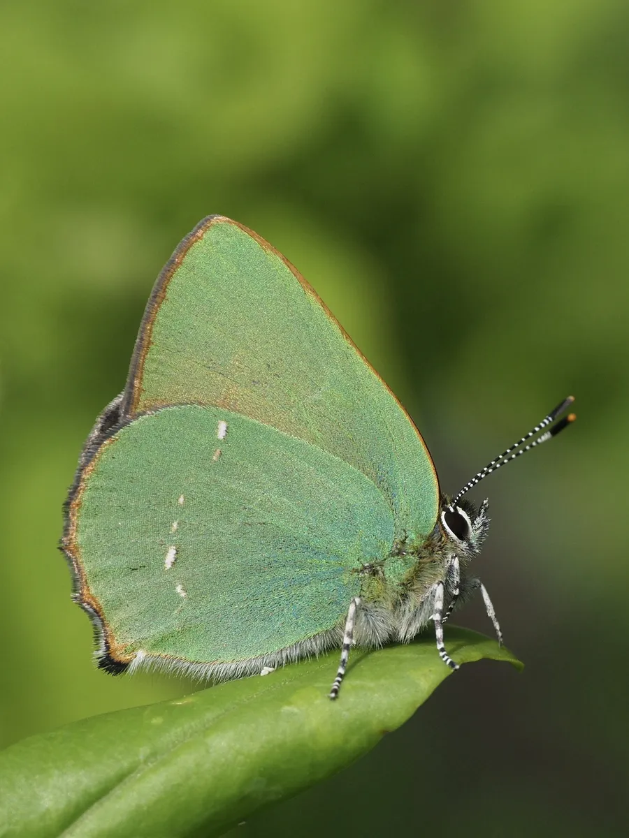 Green Hairstreak - photo 3