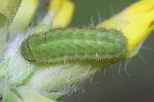 Green Hairstreak - photo 5