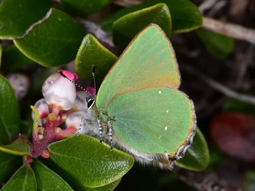 Green Hairstreak - photo 7
