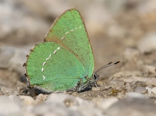Green Hairstreak - photo 8