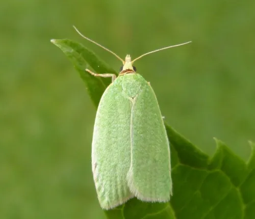 Green Oak Tortrix - photo 2