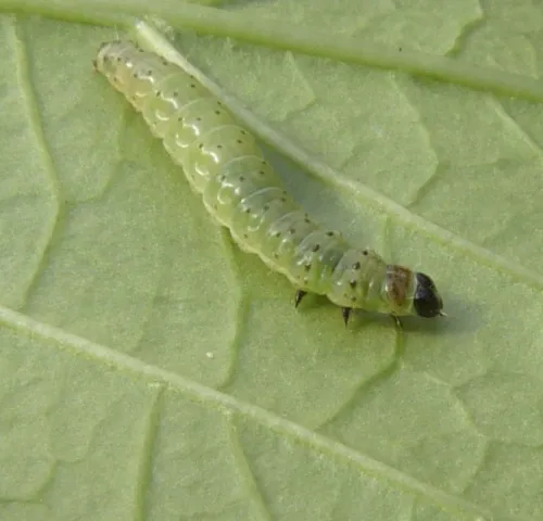 Green Oak Tortrix - photo 3