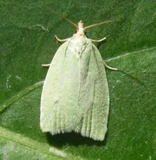 Green Oak Tortrix - photo 4