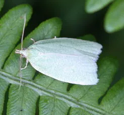 Green Oak Tortrix - photo 5