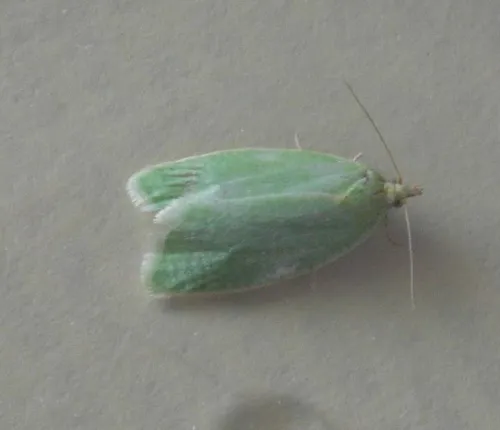 Green Oak Tortrix - photo 6