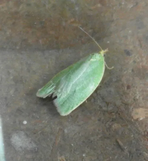 Green Oak Tortrix - photo 7