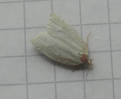 Green Oak Tortrix - photo 8