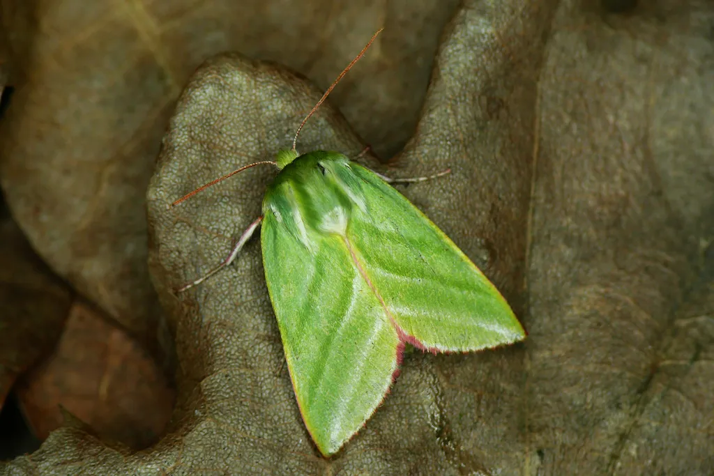 Green Silver-lines - photo 2