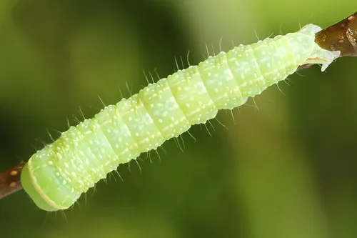 Green Silver-lines - photo 8