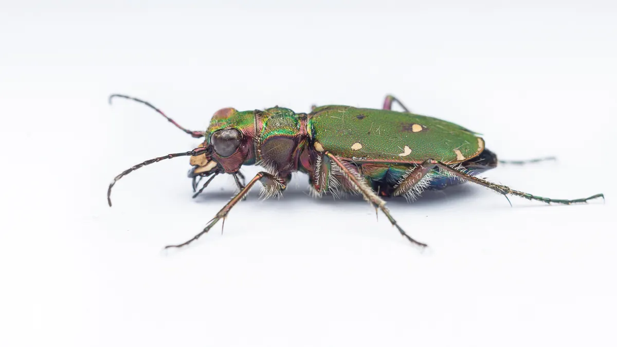 Green Tiger Beetle - photo 3