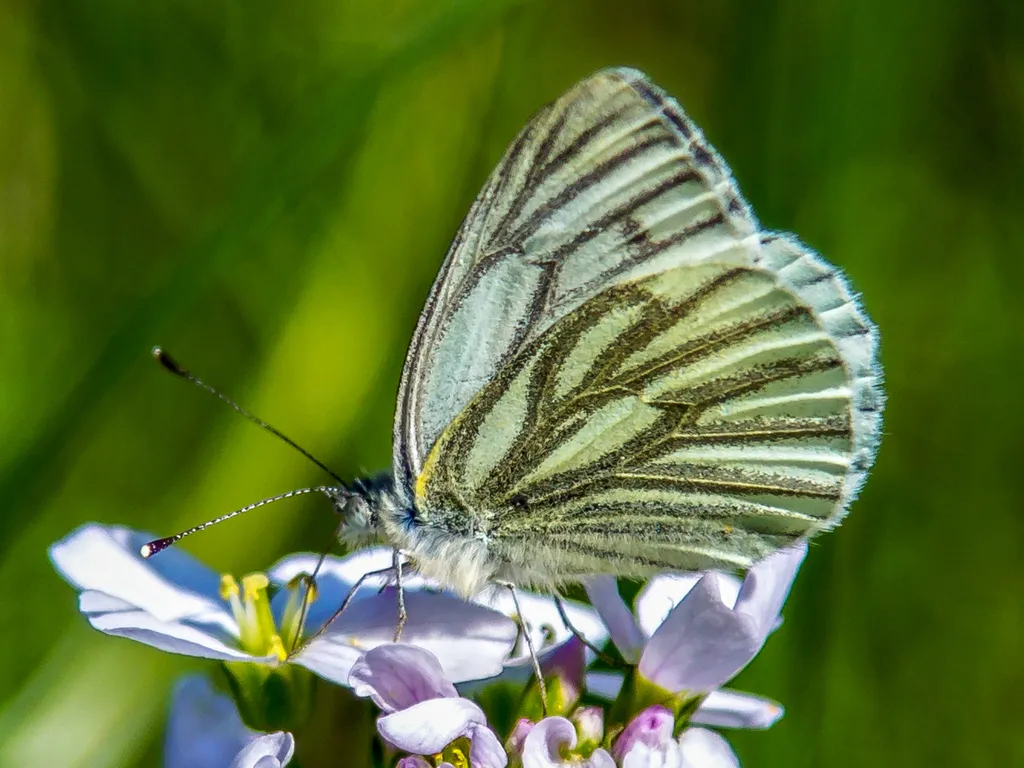 Green-veined White - photo 2