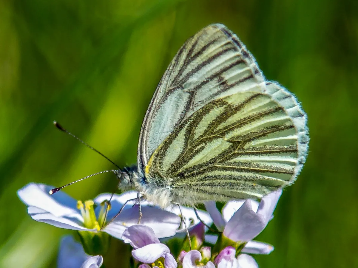 Green-veined White - photo 3